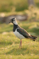 06-6667 Lapwing Vanellus vanellus, Teesdale County Durham